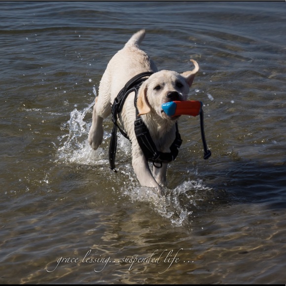 Meet your Posher, Riley - Picture 6 of 8